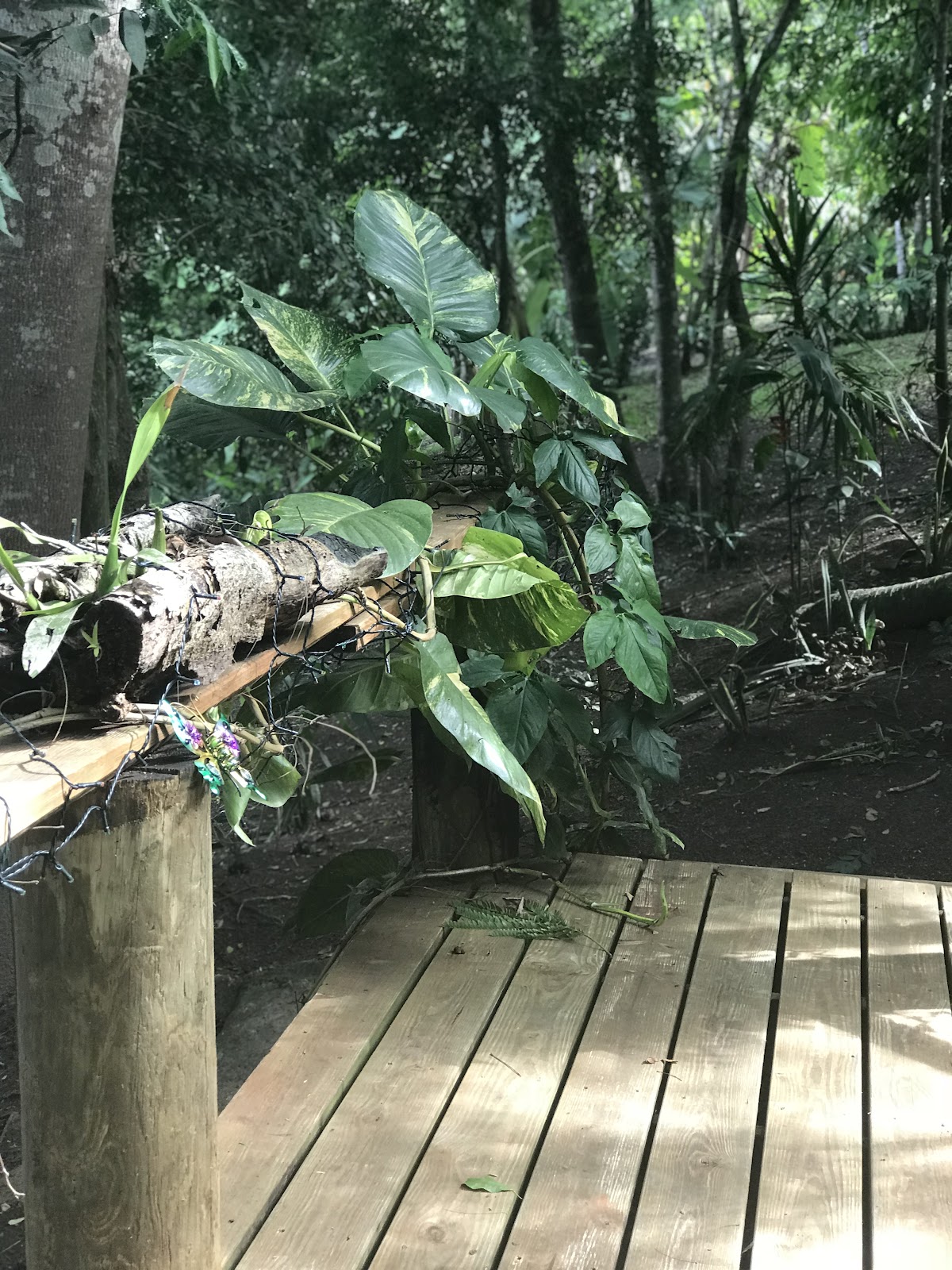 Bullet Tree Falls Lodge gallery 5