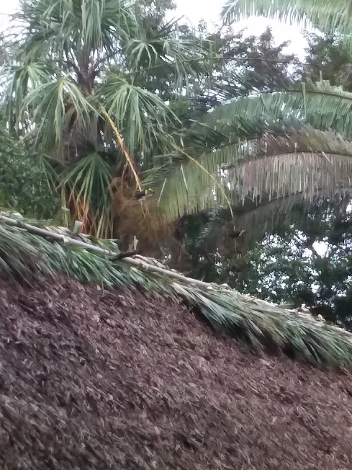 Guacamayo Campground gallery 7