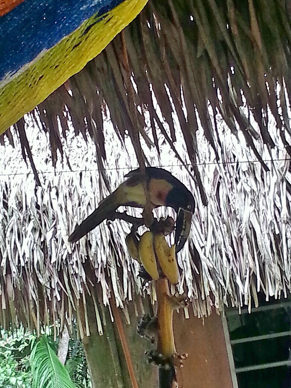 Guacamayo Campground gallery 10