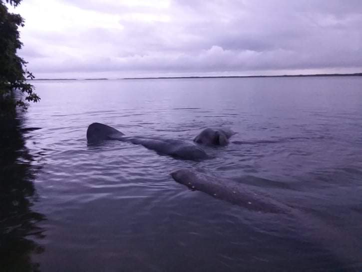 Manatee Lodge Gales Point Belize gallery 5