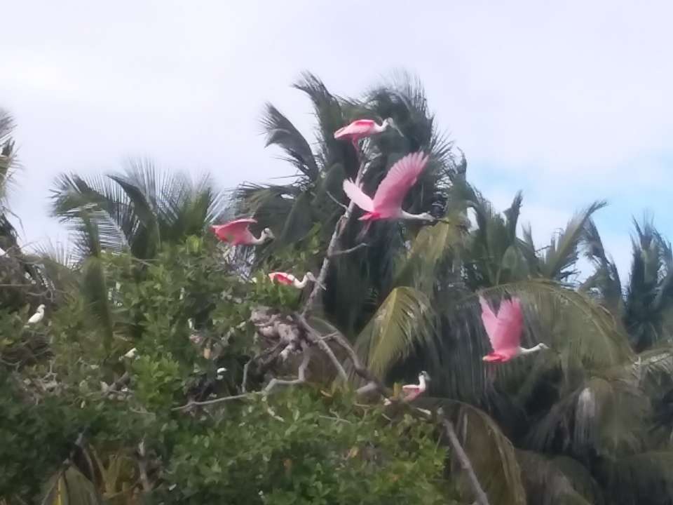 Manatee Lodge Gales Point Belize gallery 6
