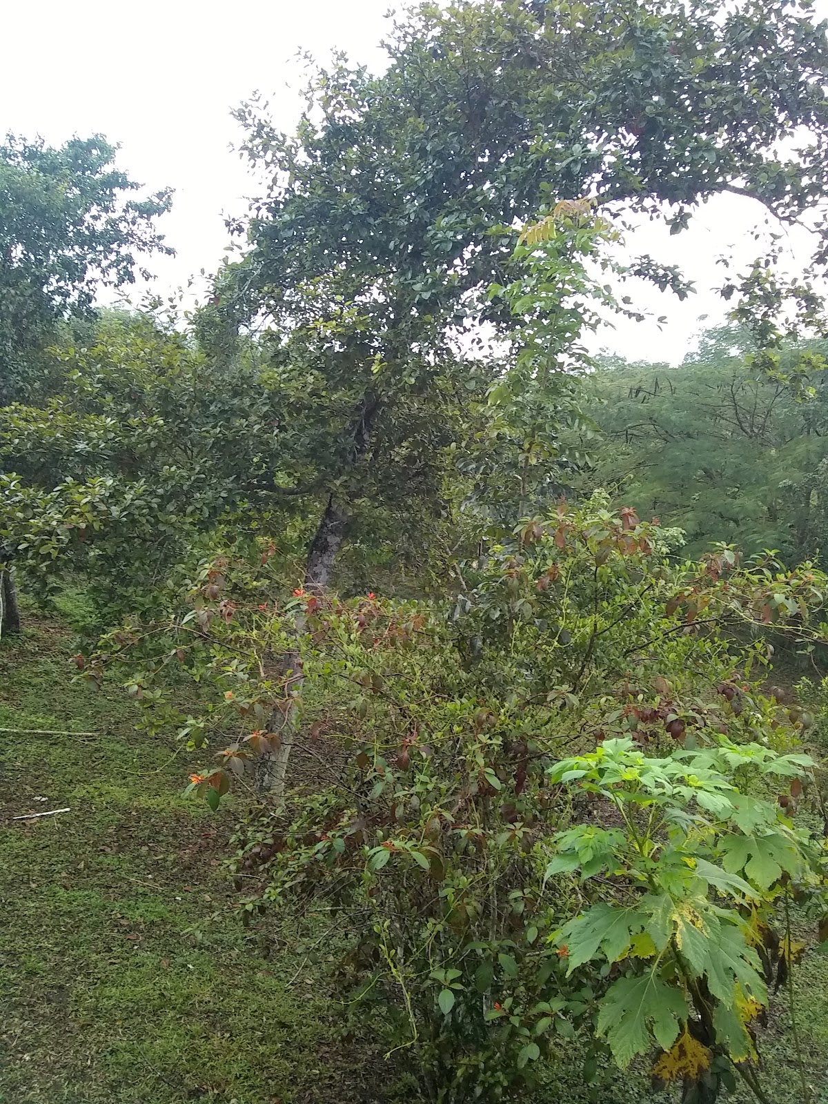 Xultun Farm gallery 4
