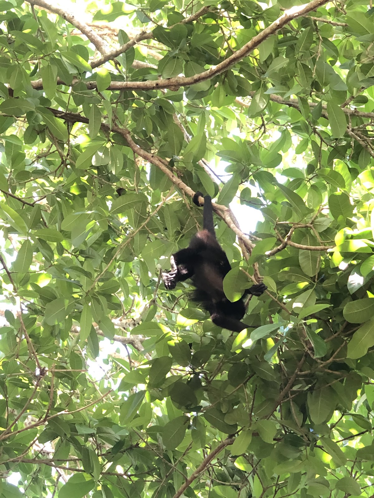 Howler Monkey Resort & Nature Park gallery 5