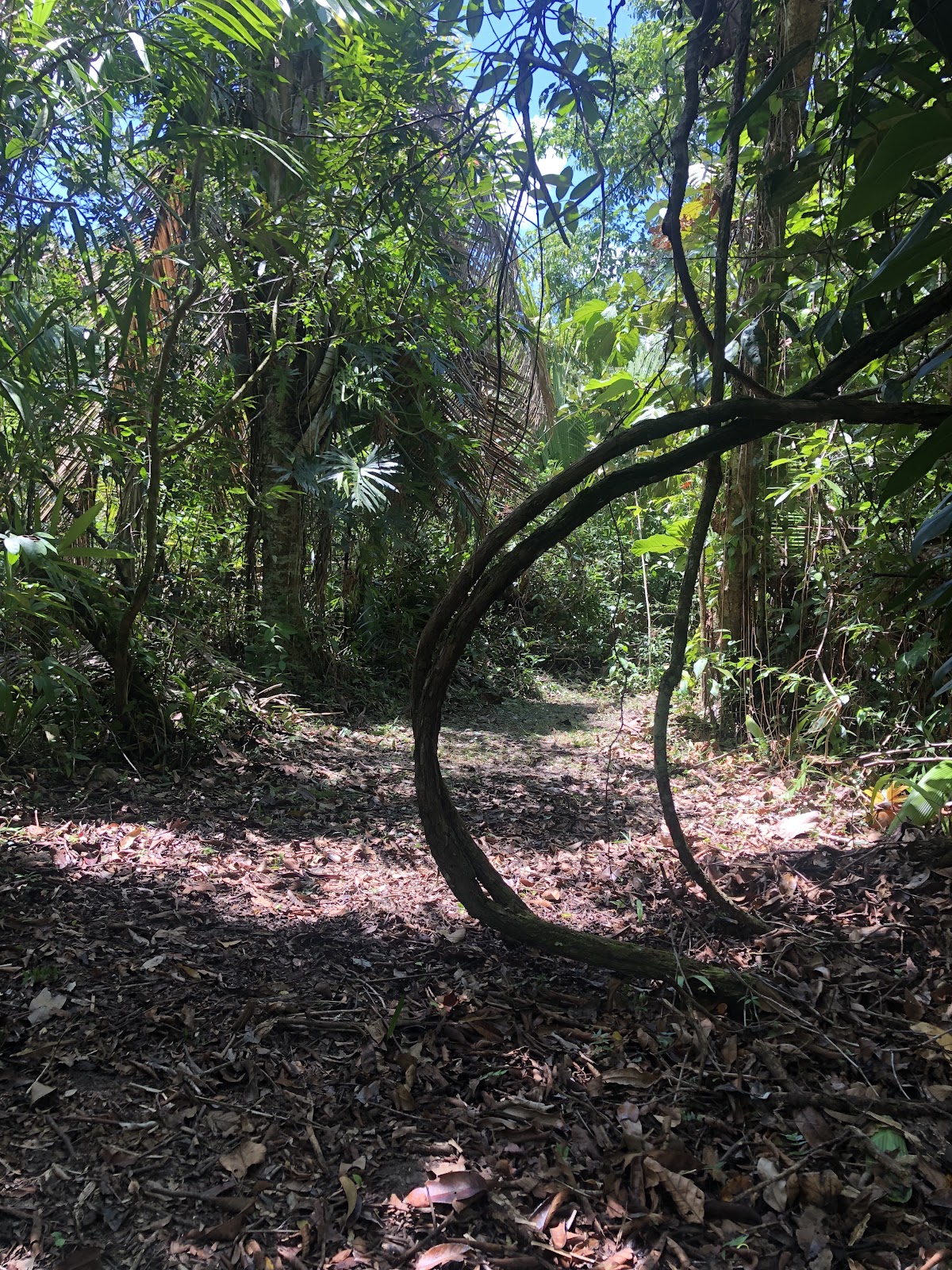 Howler Monkey Resort & Nature Park gallery 9