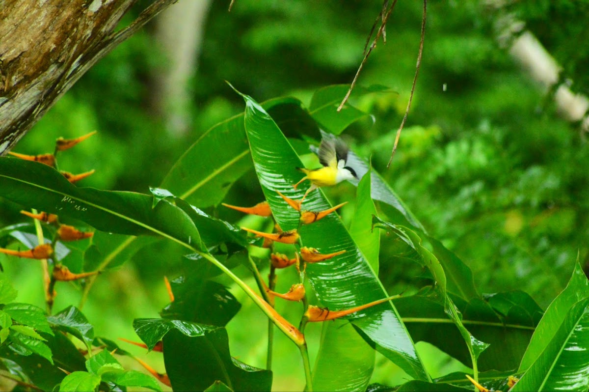 Howler Monkey Resort & Nature Park gallery 10