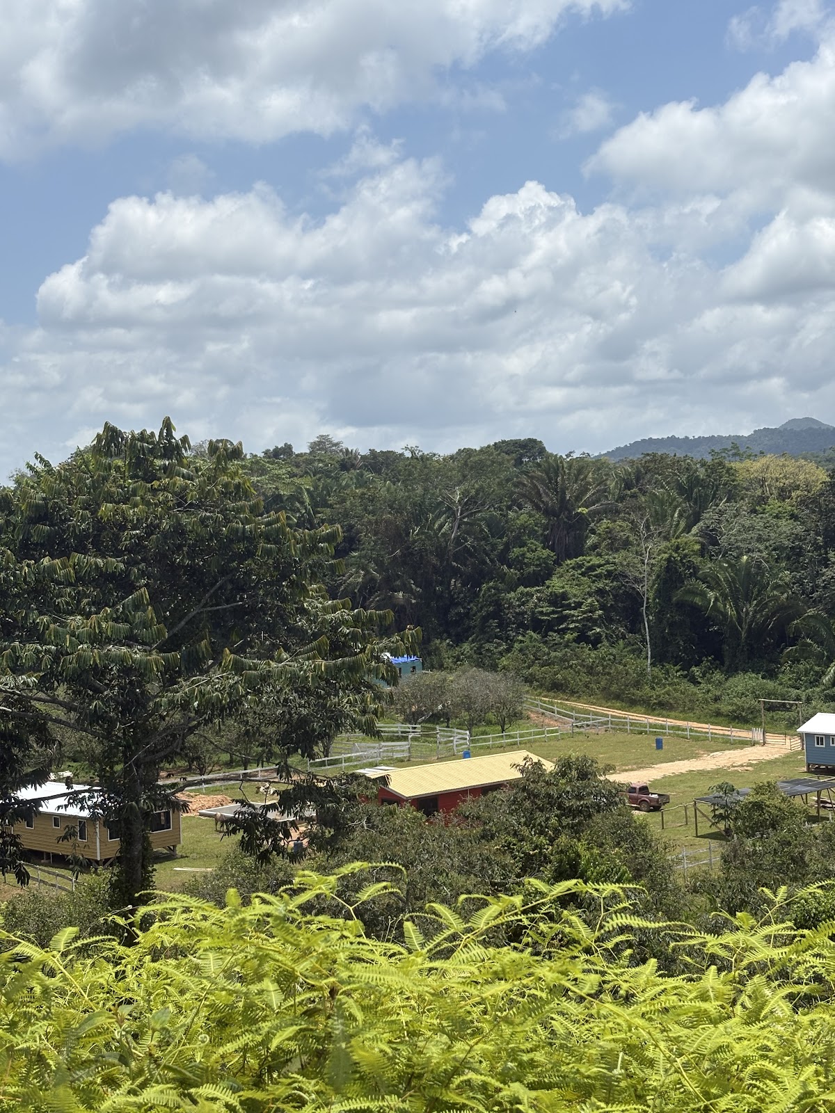 Mountain View Ranch – Jungle Cabin & Horseback Riding gallery 3