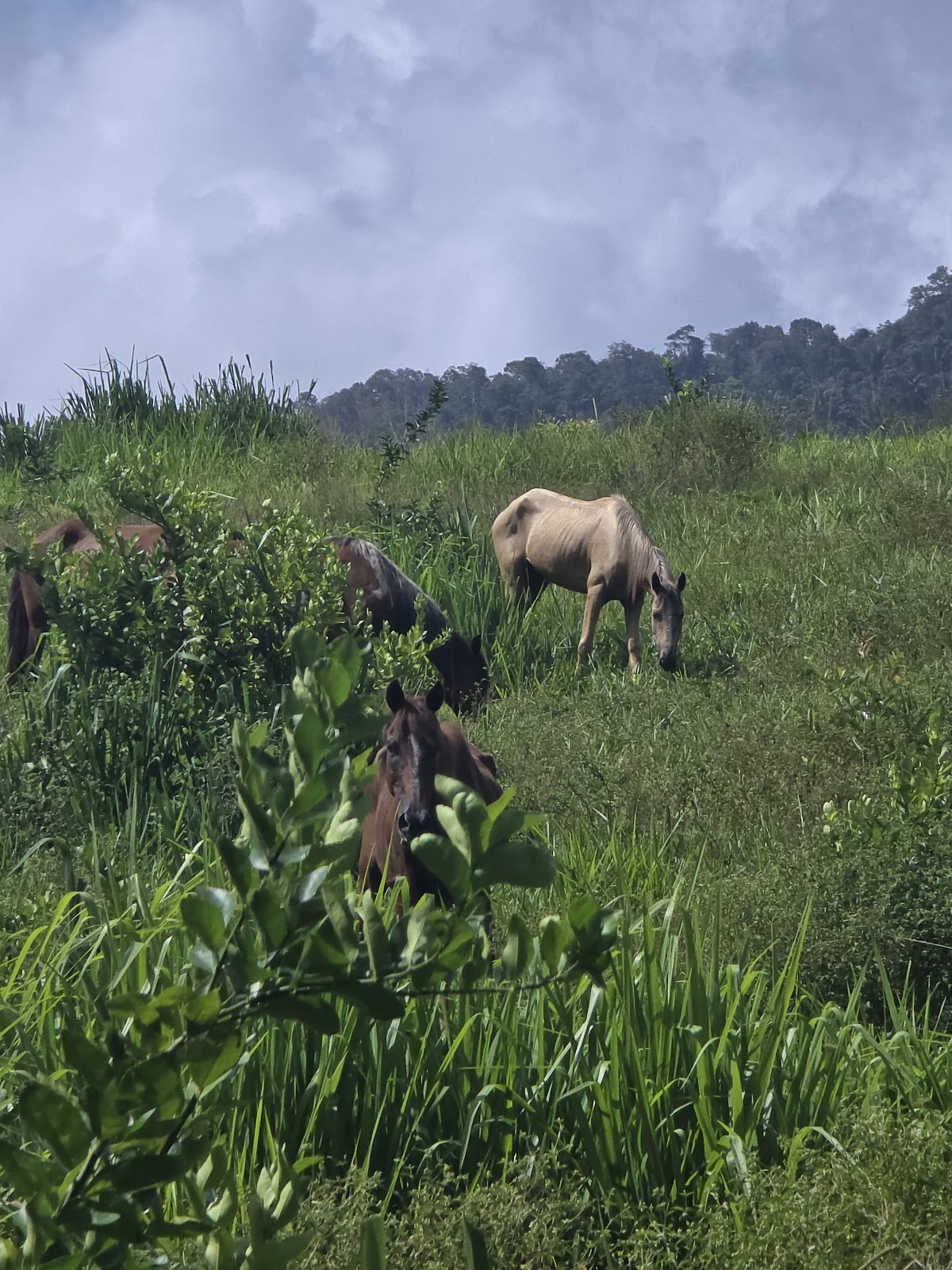 Mountain View Ranch – Jungle Cabin & Horseback Riding gallery 4
