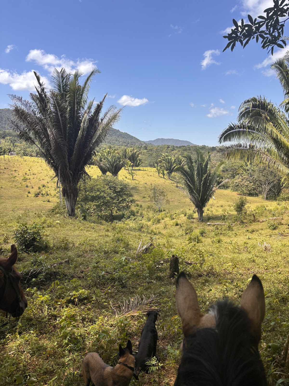 Mountain View Ranch – Jungle Cabin & Horseback Riding gallery 5