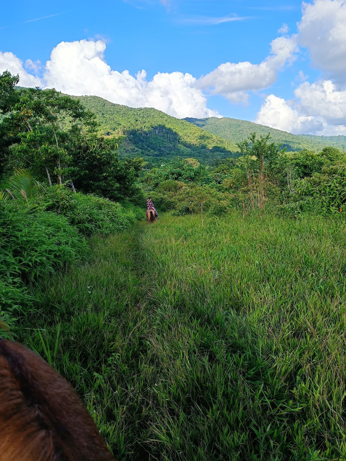 Mountain View Ranch – Jungle Cabin & Horseback Riding gallery 6
