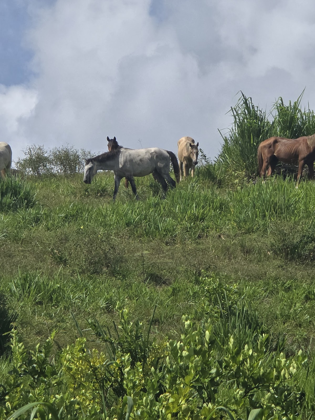 Mountain View Ranch – Jungle Cabin & Horseback Riding gallery 7