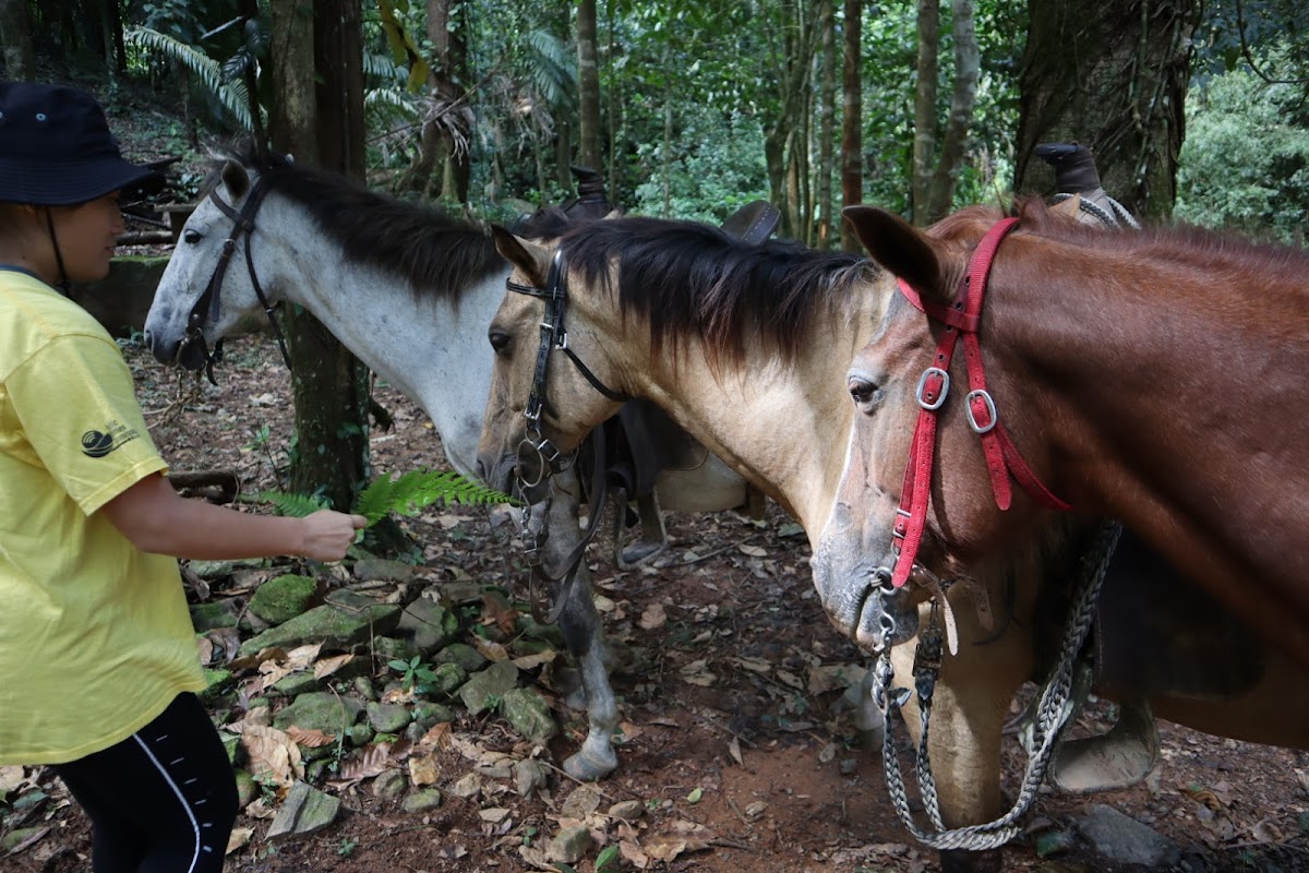 Mountain View Ranch – Jungle Cabin & Horseback Riding gallery 8