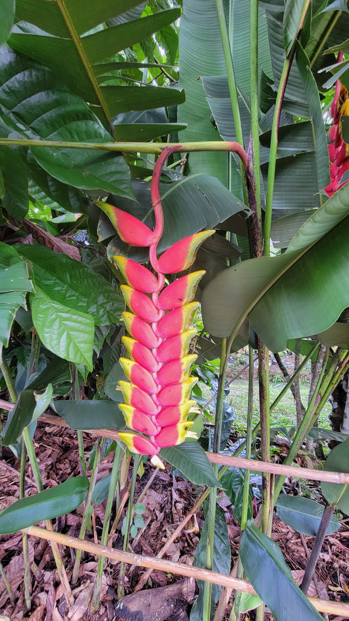 Tropical Magnolia Resort gallery 5