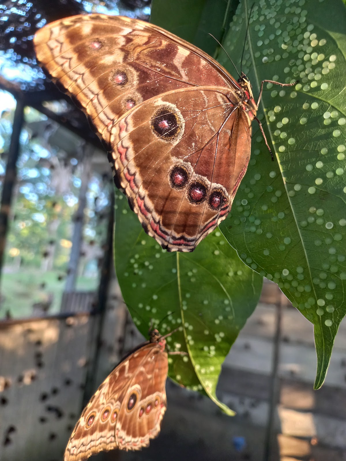Butterfly EcoPark gallery 2