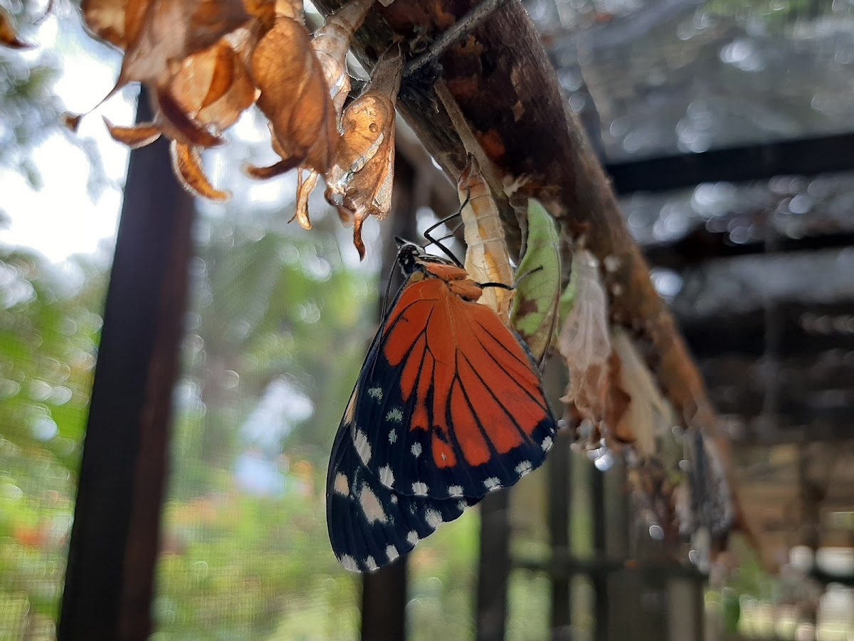 Butterfly EcoPark gallery 4