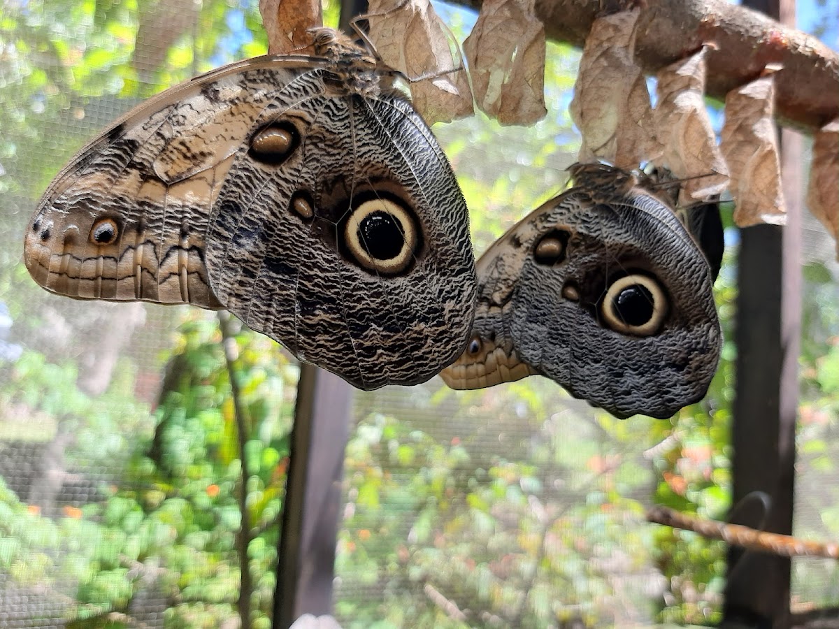 Butterfly EcoPark gallery 5
