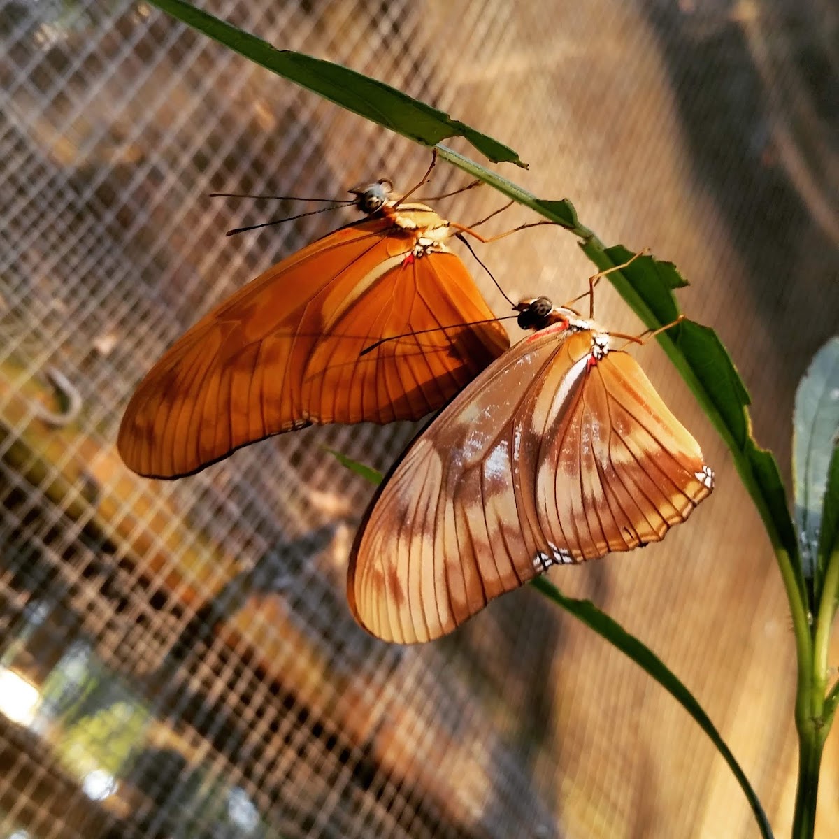 Butterfly EcoPark gallery 6