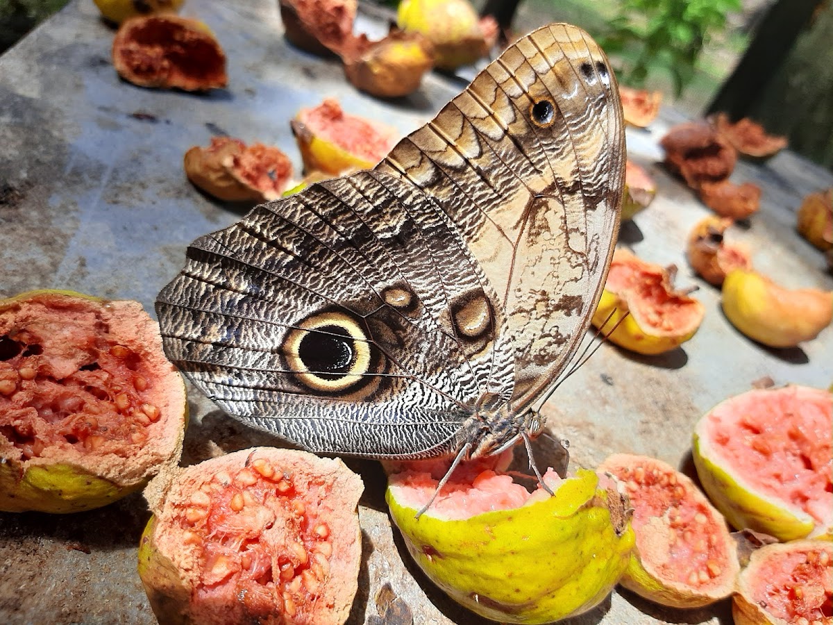 Butterfly EcoPark gallery 8