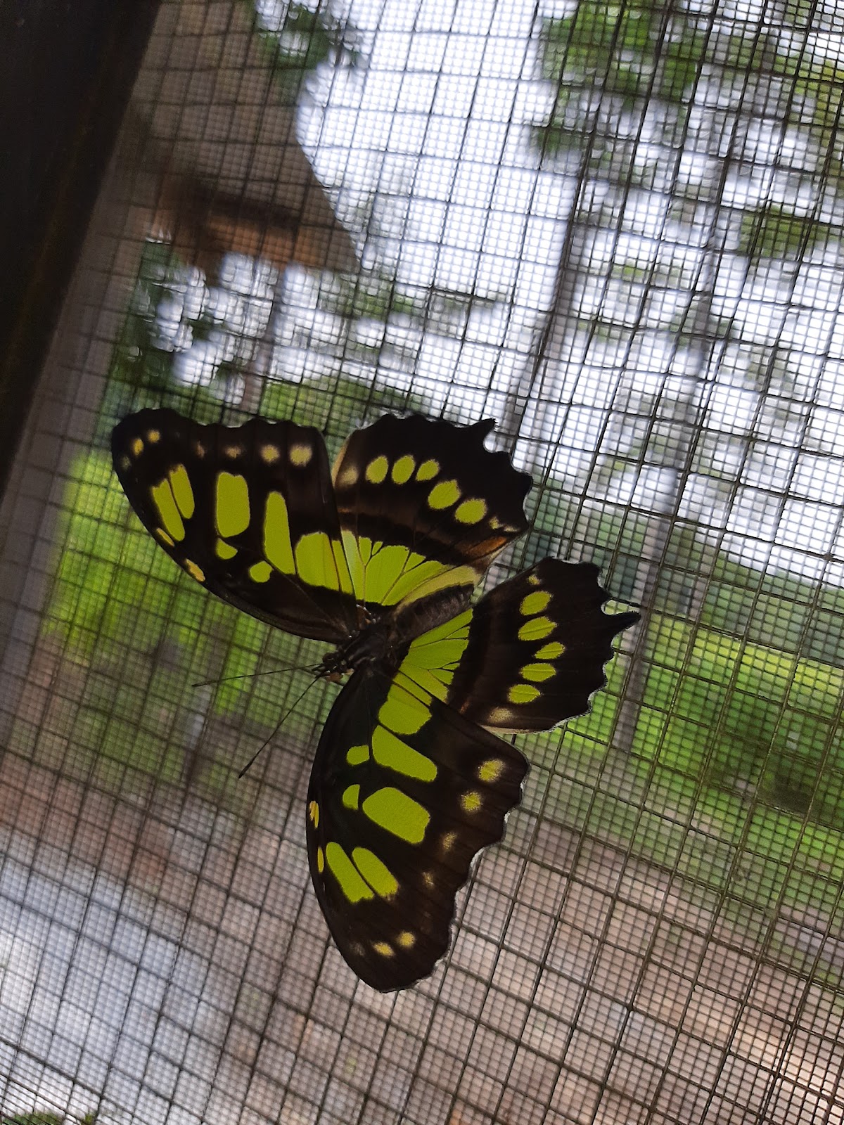 Butterfly EcoPark gallery 9