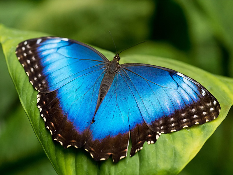 Green Hills Butterfly Ranch gallery 3