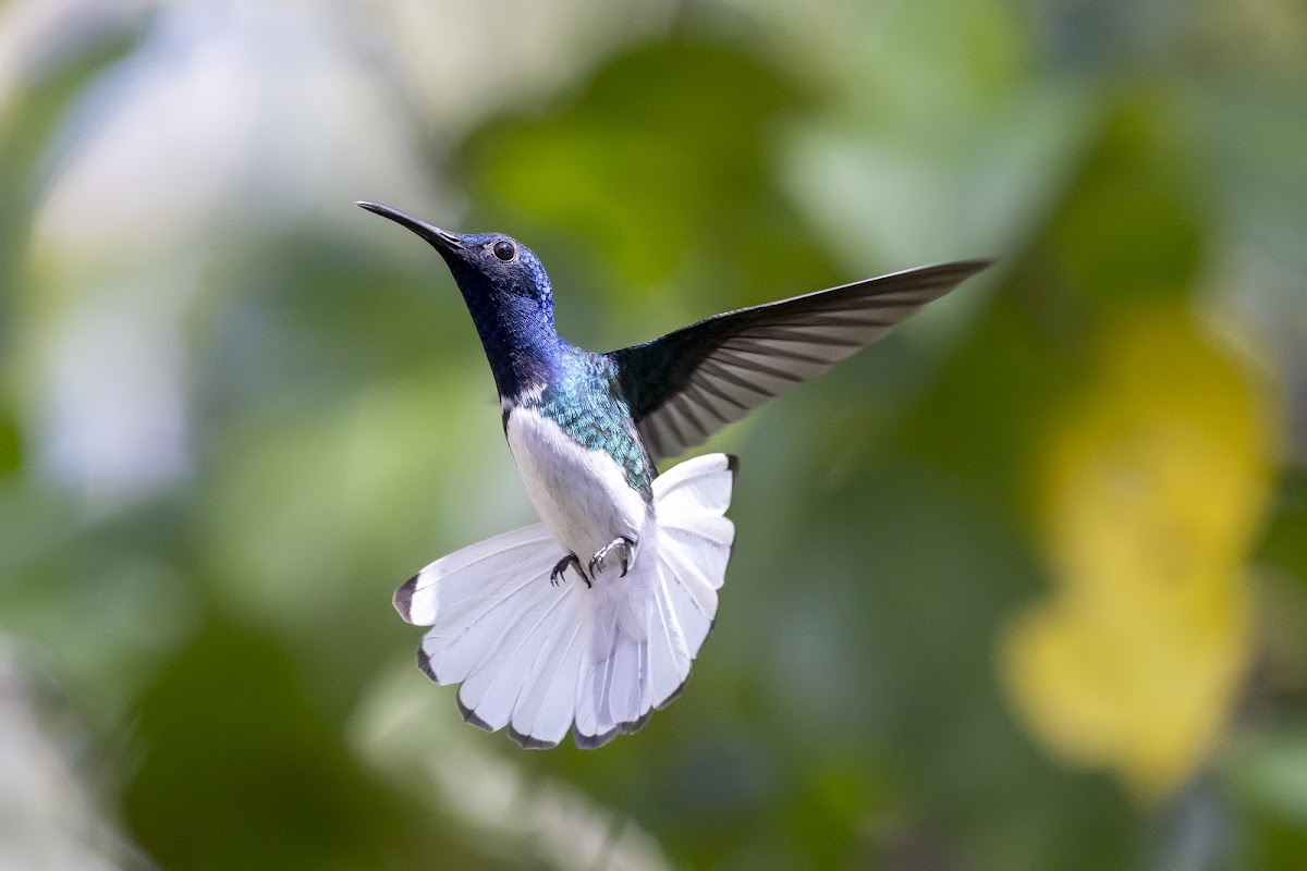 Green Hills Butterfly Ranch gallery 4