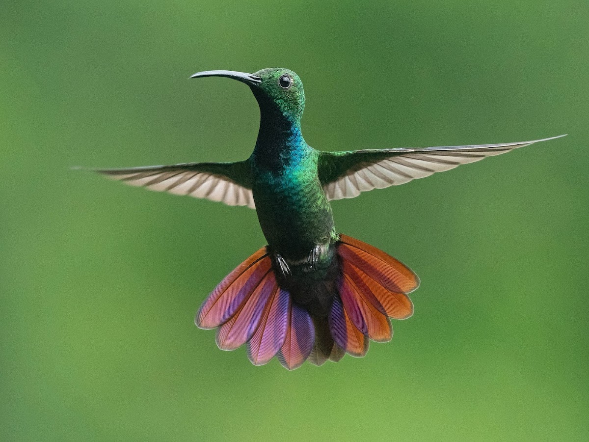 Green Hills Butterfly Ranch gallery 5