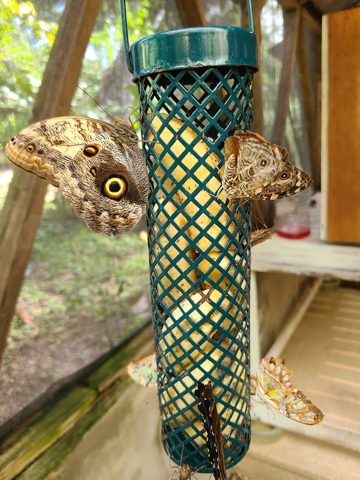 Green Hills Butterfly Ranch gallery 6