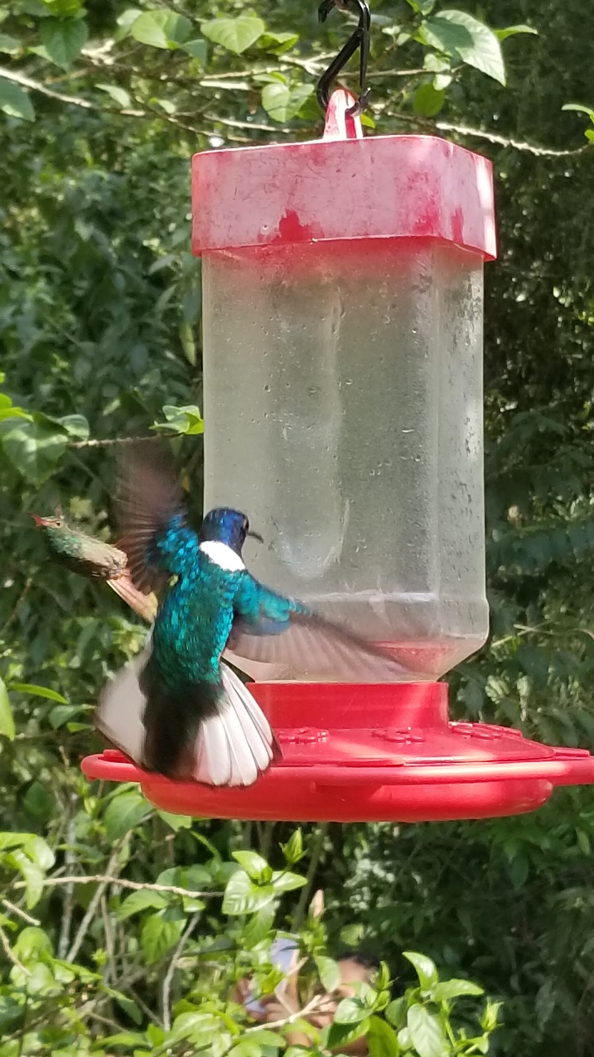 Green Hills Butterfly Ranch gallery 7