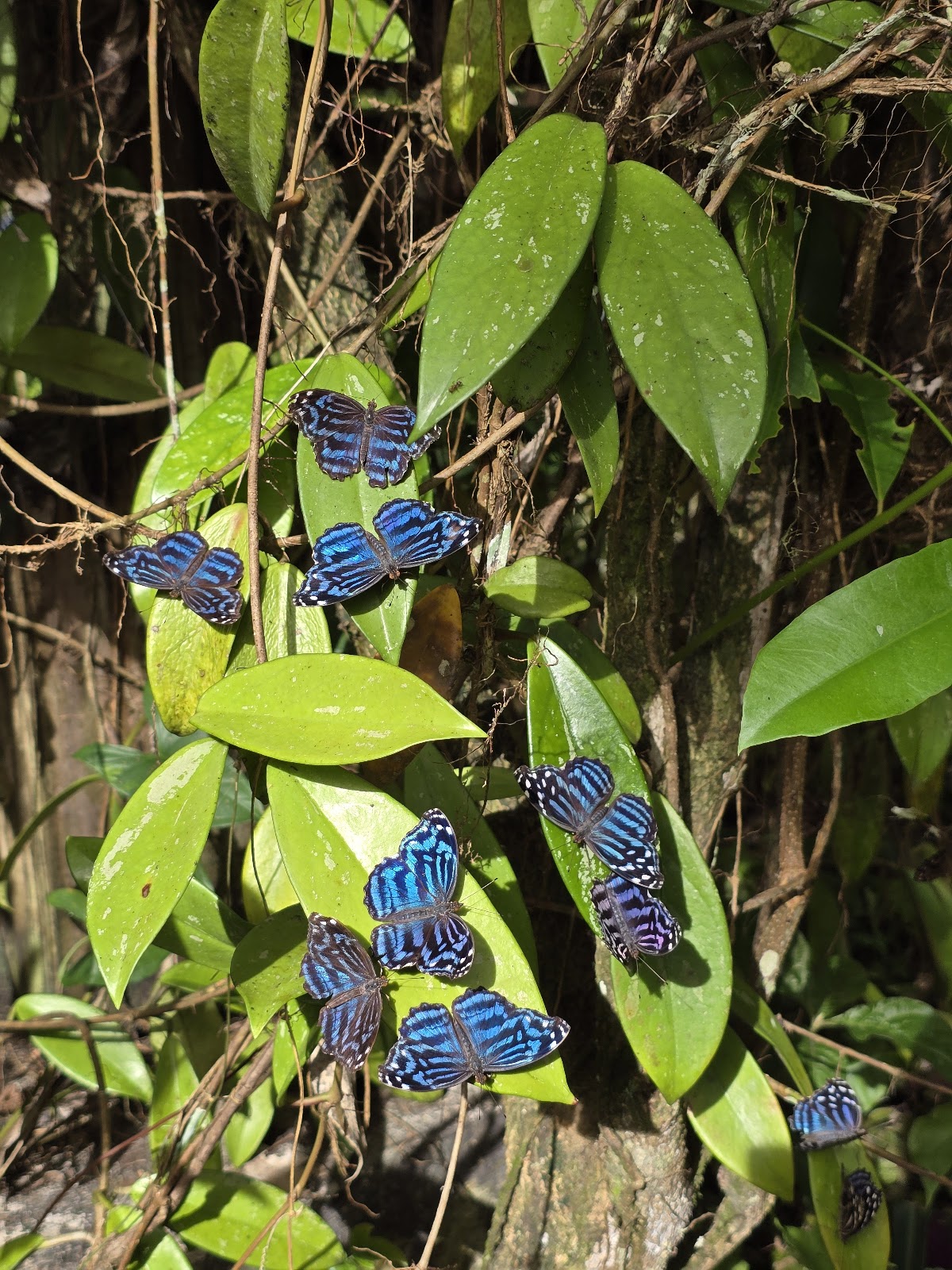 Green Hills Butterfly Ranch gallery 8