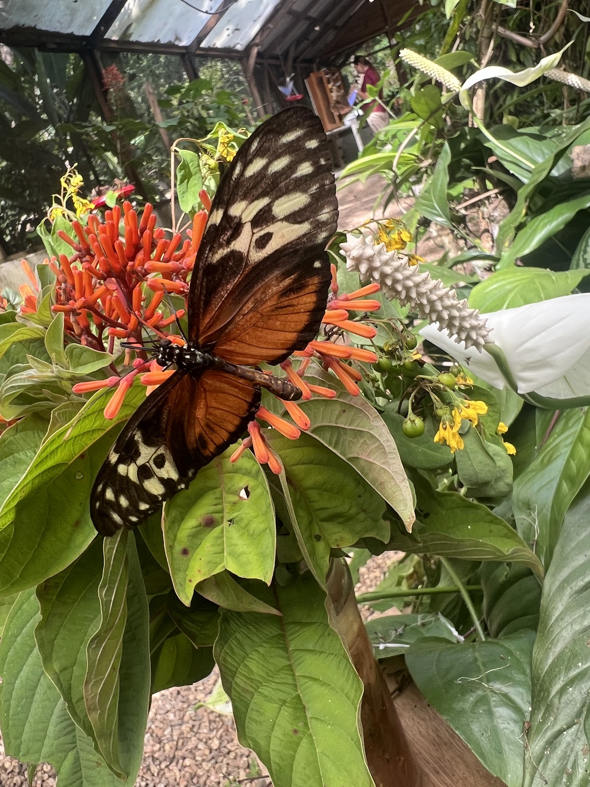 Green Hills Butterfly Ranch gallery 9