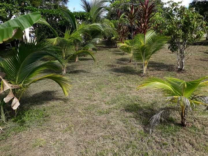 Super Palm Resort gallery 4