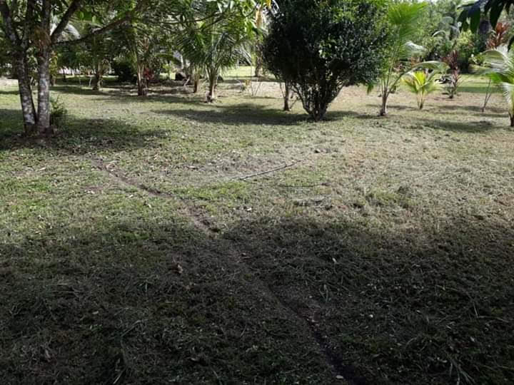 Super Palm Resort gallery 6