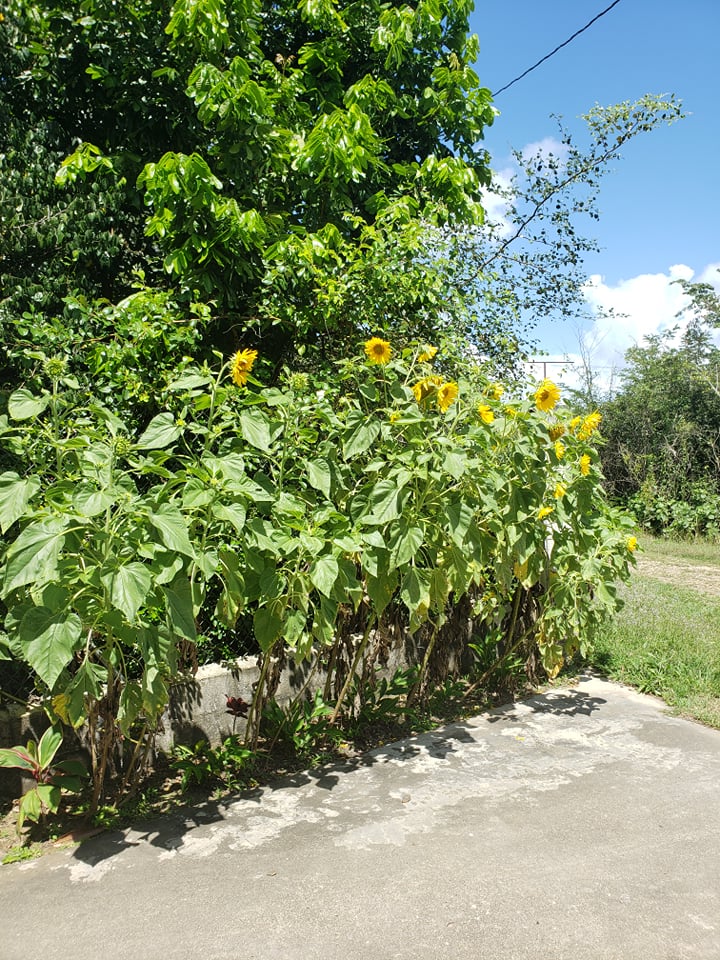 Happy Inn. Belmopan gallery 4