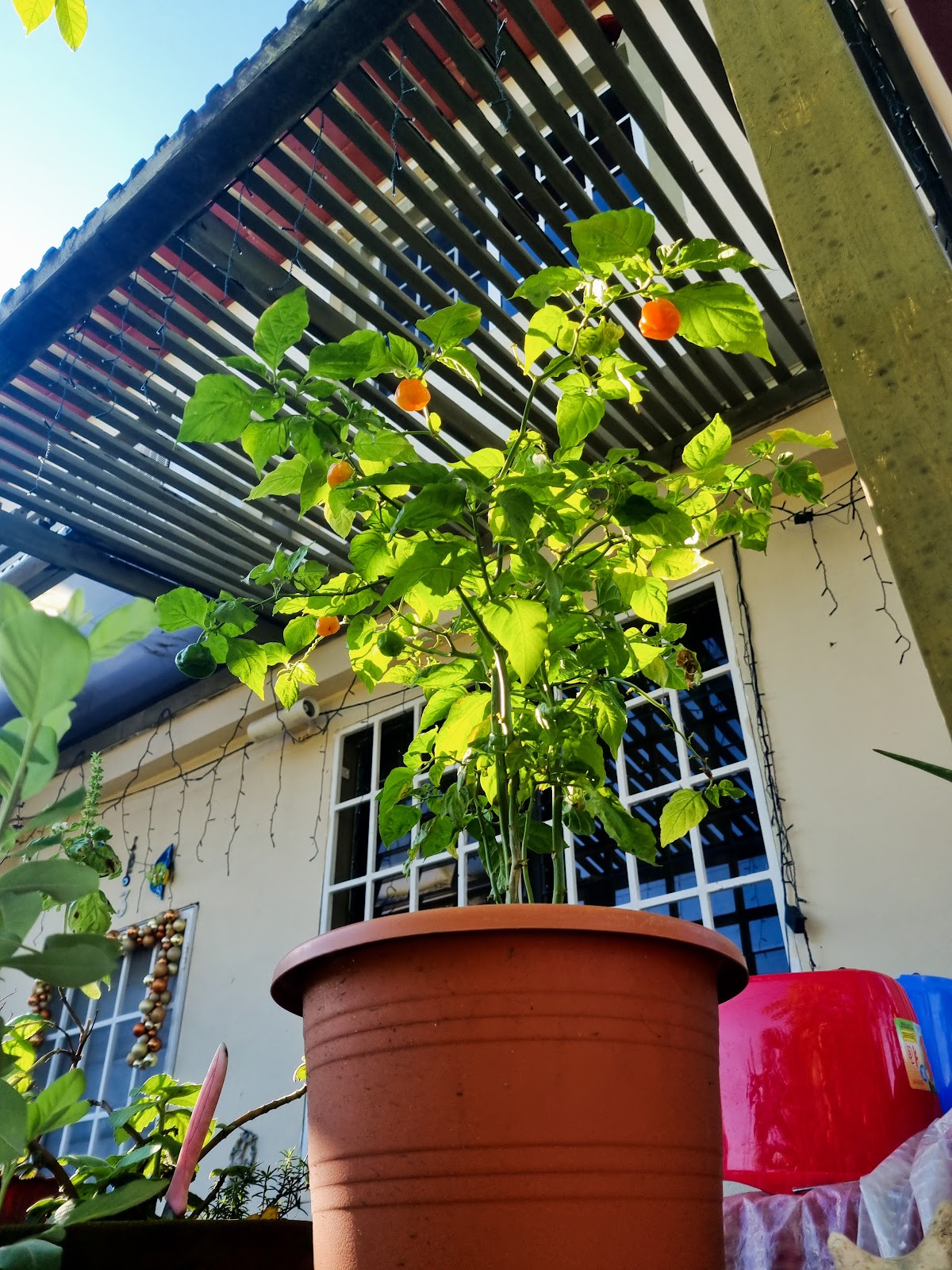 Cozy Corner Belize cover