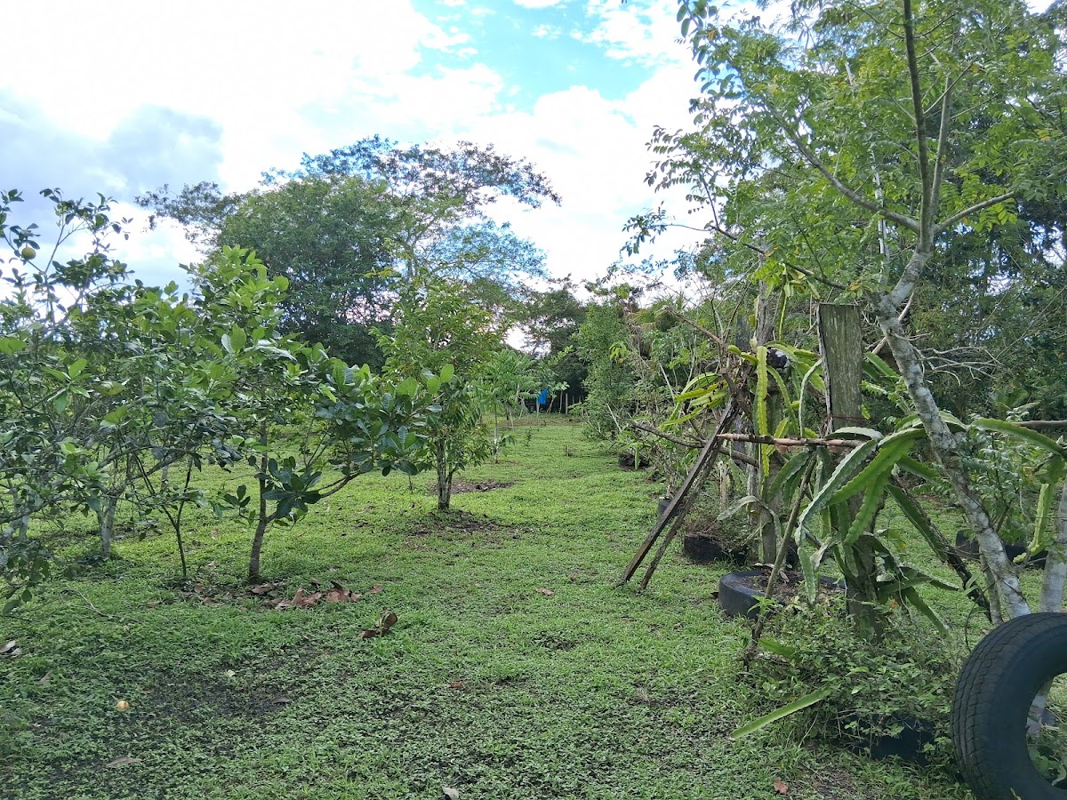 Mama Tina's Medicinal RV Campsite & Farm gallery 2