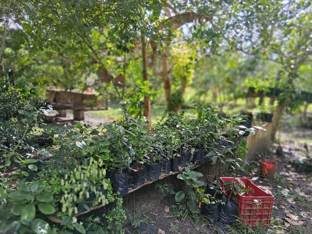 Mama Tina's Medicinal RV Campsite & Farm gallery 3