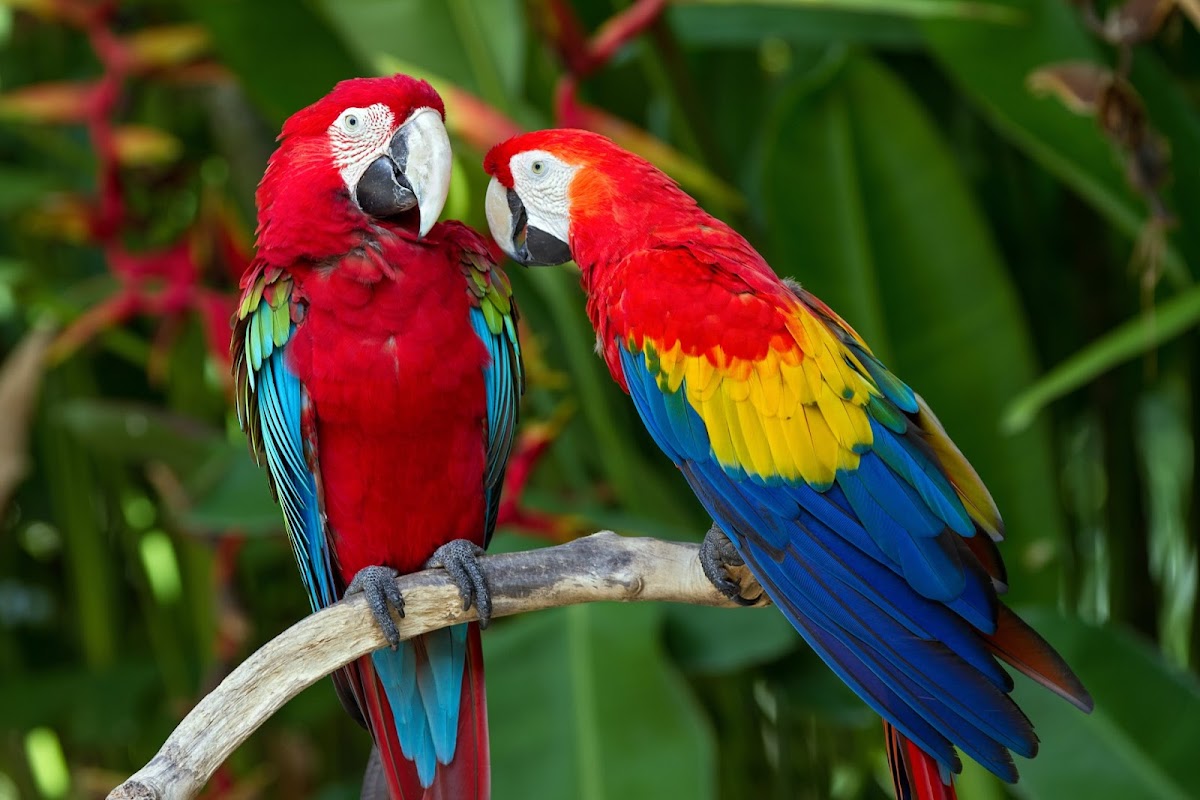Scarlett Macaw Camping Site gallery 5