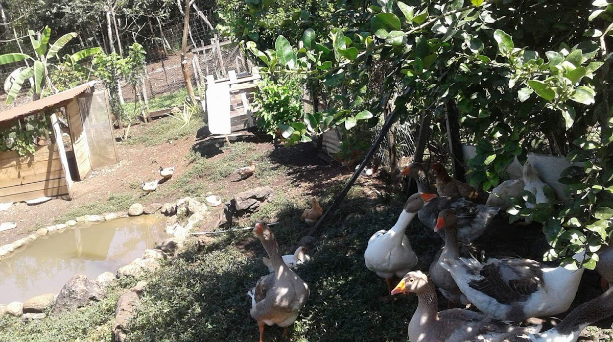 Green Ark Farm gallery 10