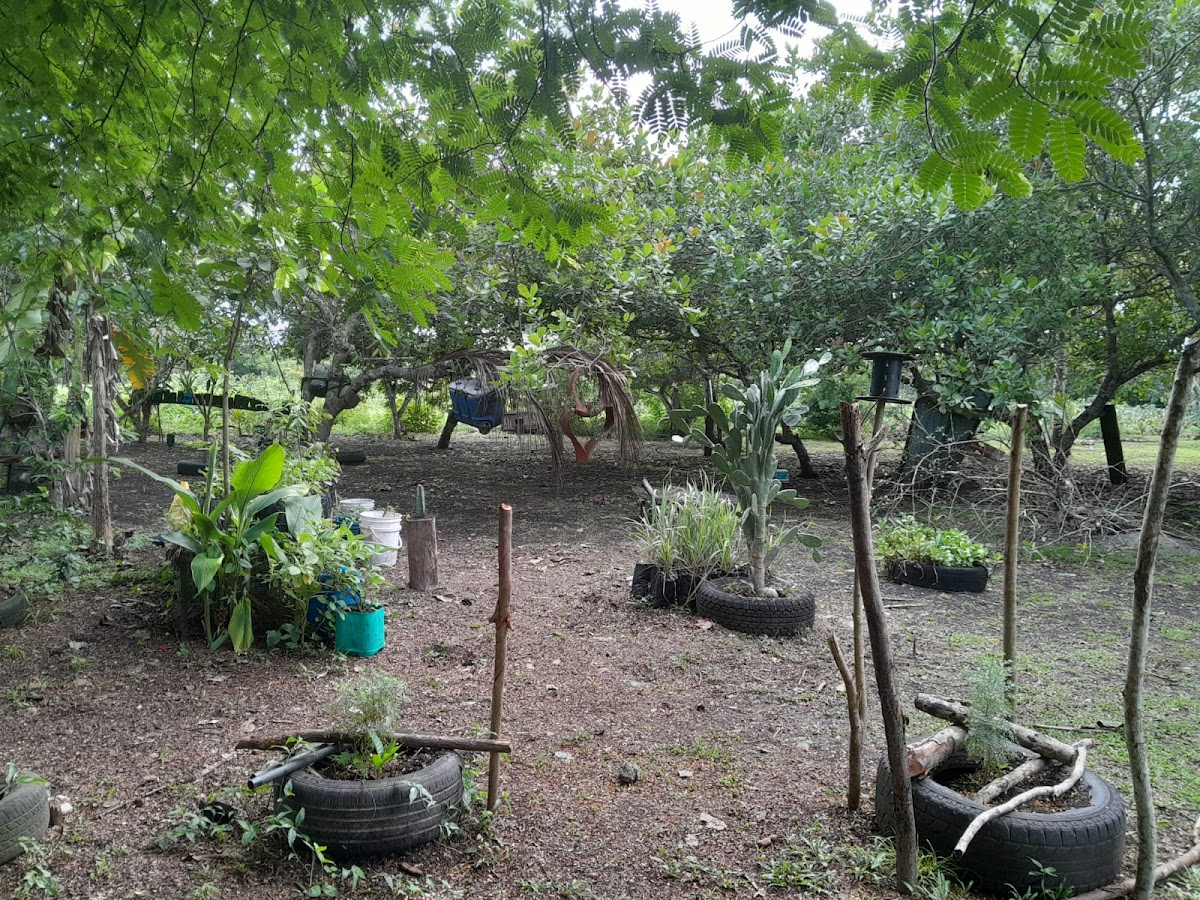 Mama Tina's Medicinal RV Campsite & Farm gallery 7