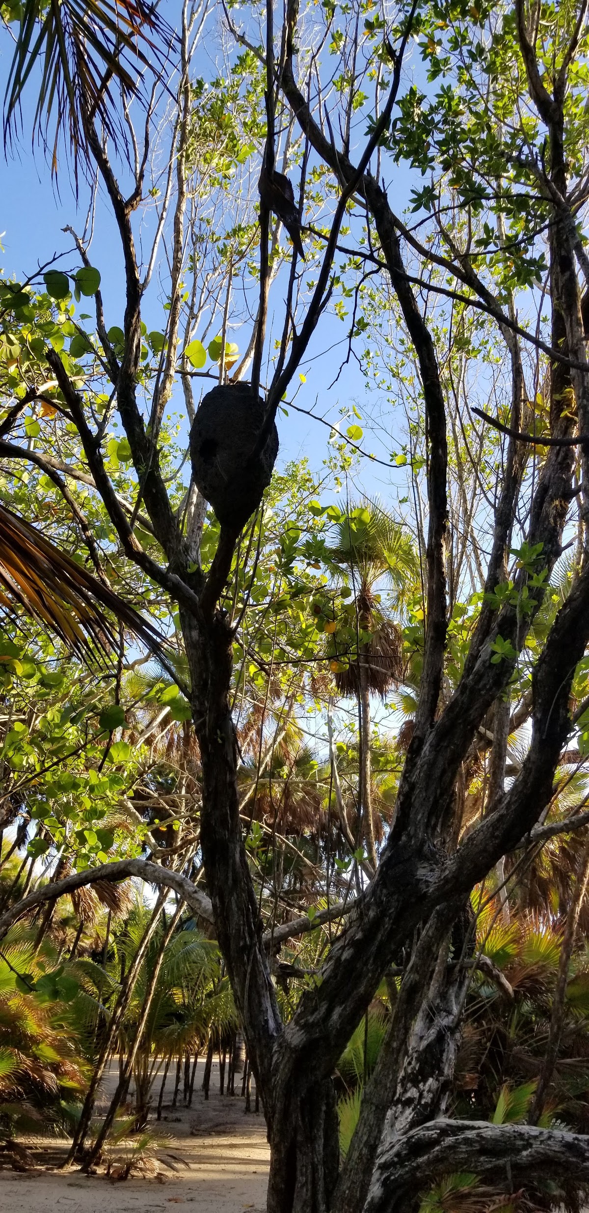 Sabal Beach gallery 10