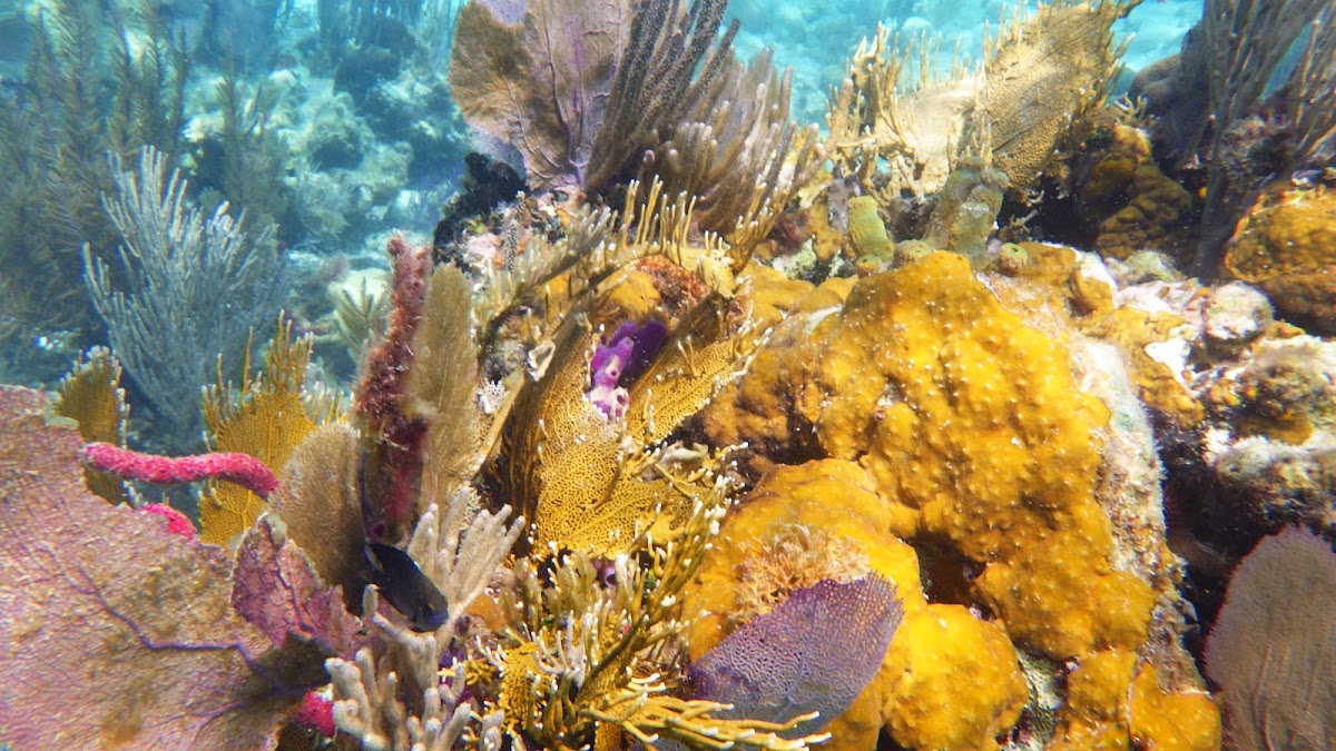 The Moorings: Belize gallery 7