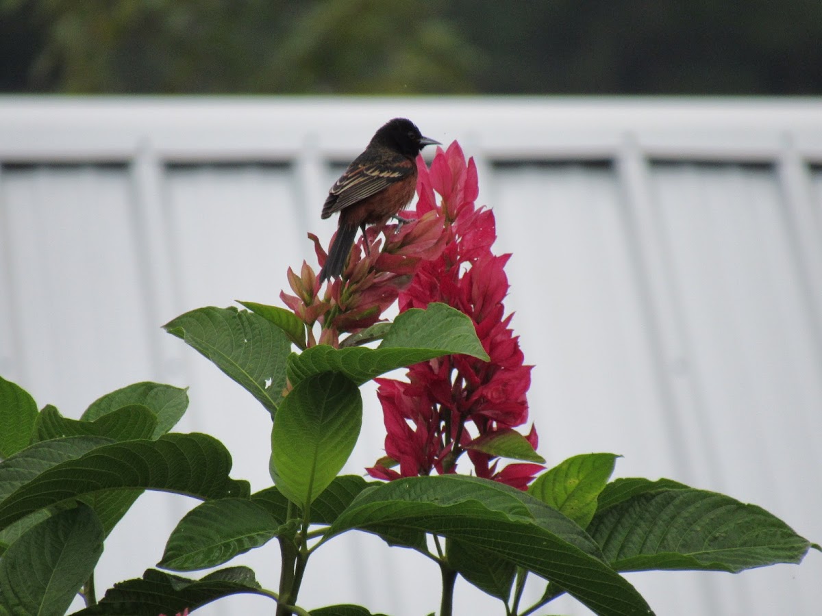 Scarlet Macaw Bed & Breakfast gallery 5