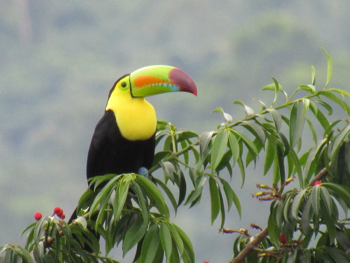 Scarlet Macaw Bed & Breakfast gallery 8