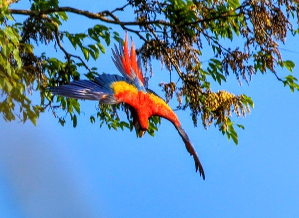 Scarlet Macaw Bed & Breakfast gallery 9