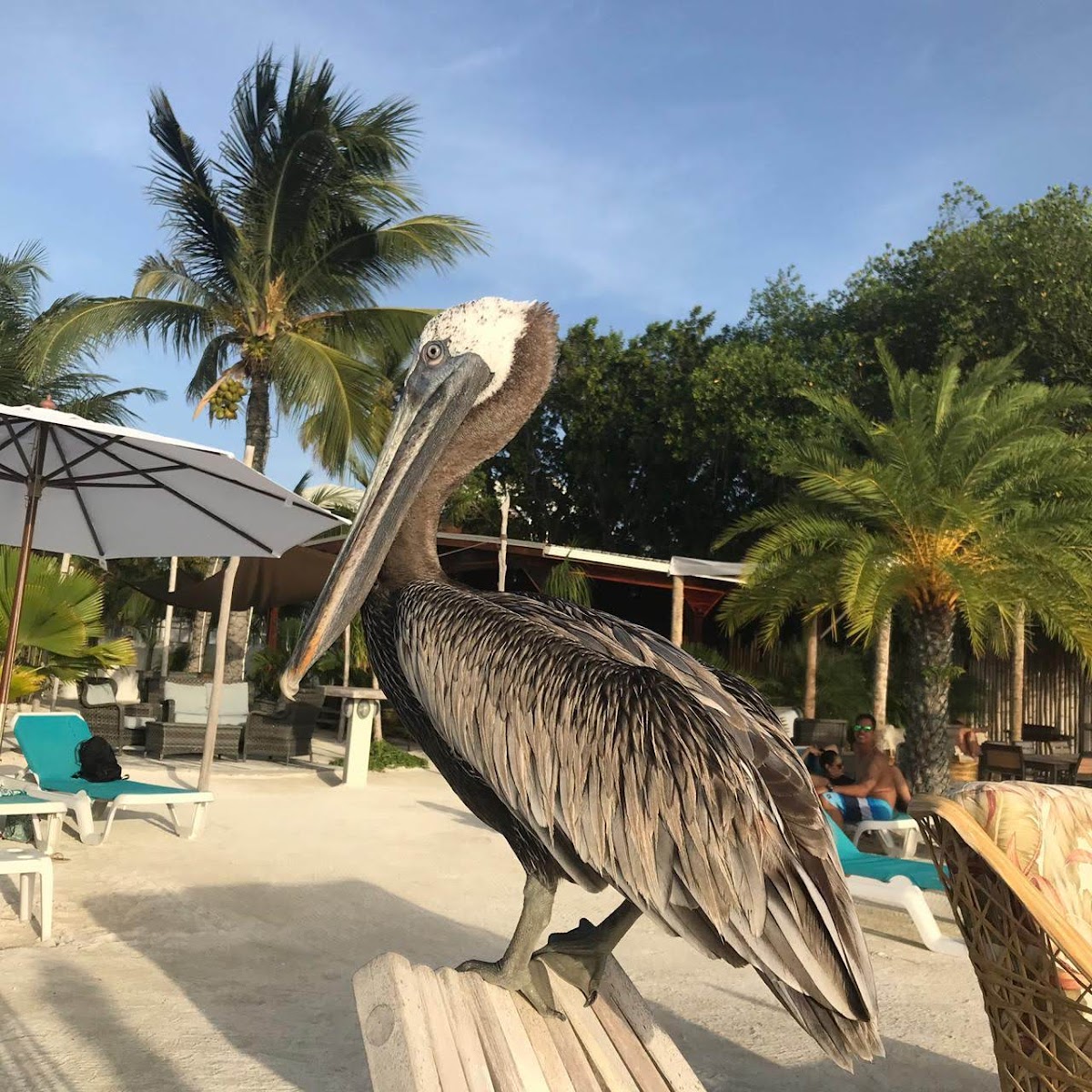 Iguana Reef Inn gallery 7