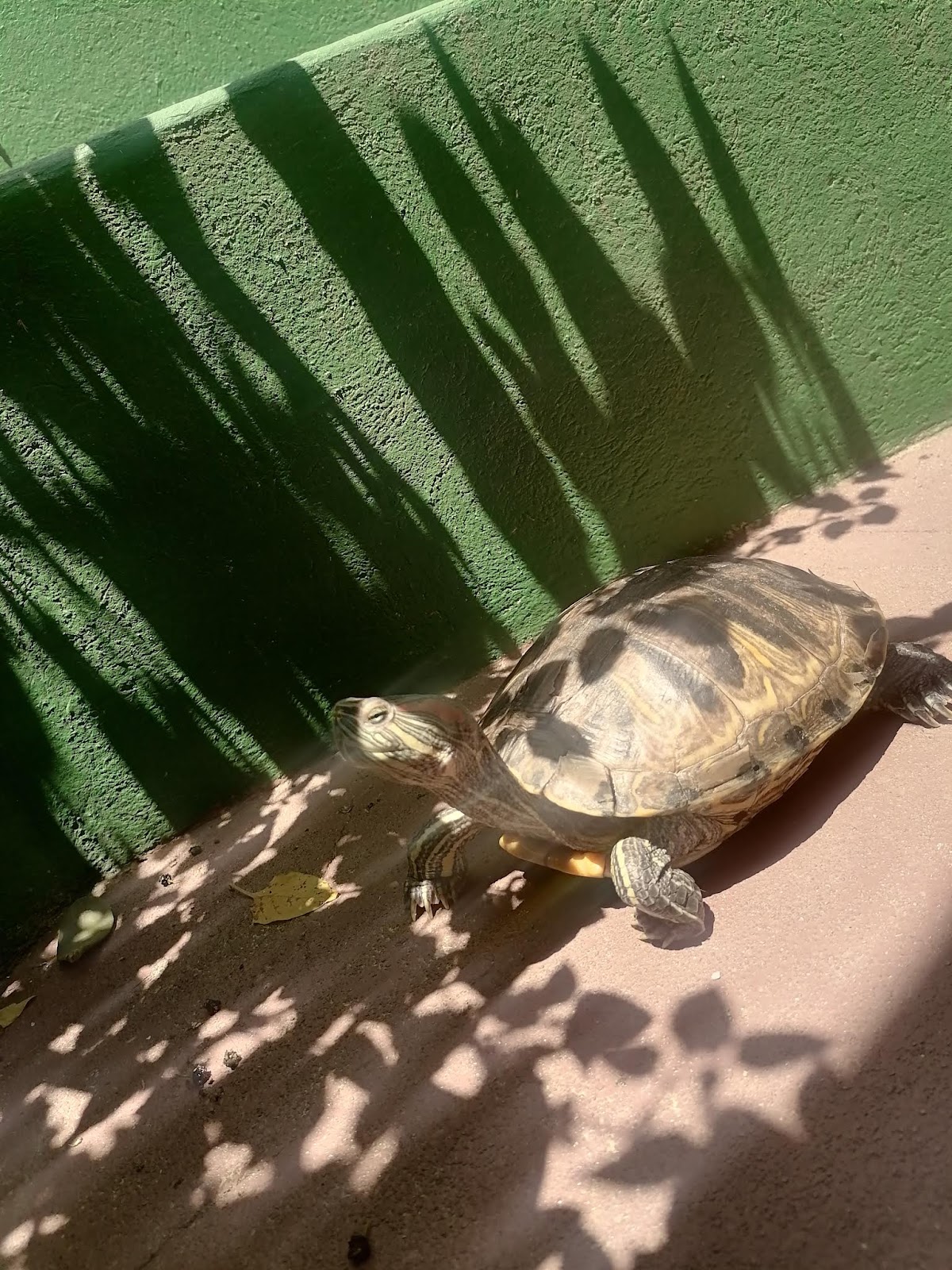 Casa de los Amigos gallery 10