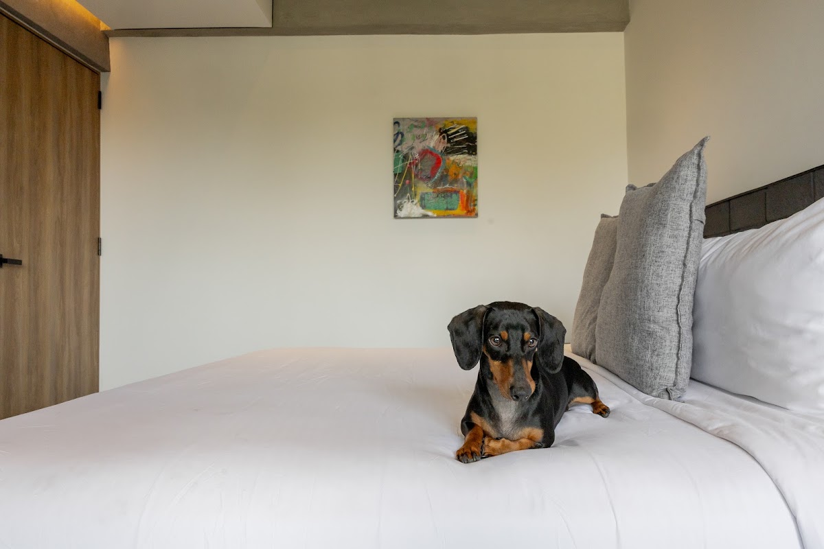 Park Condesa by Capitalia gallery 5