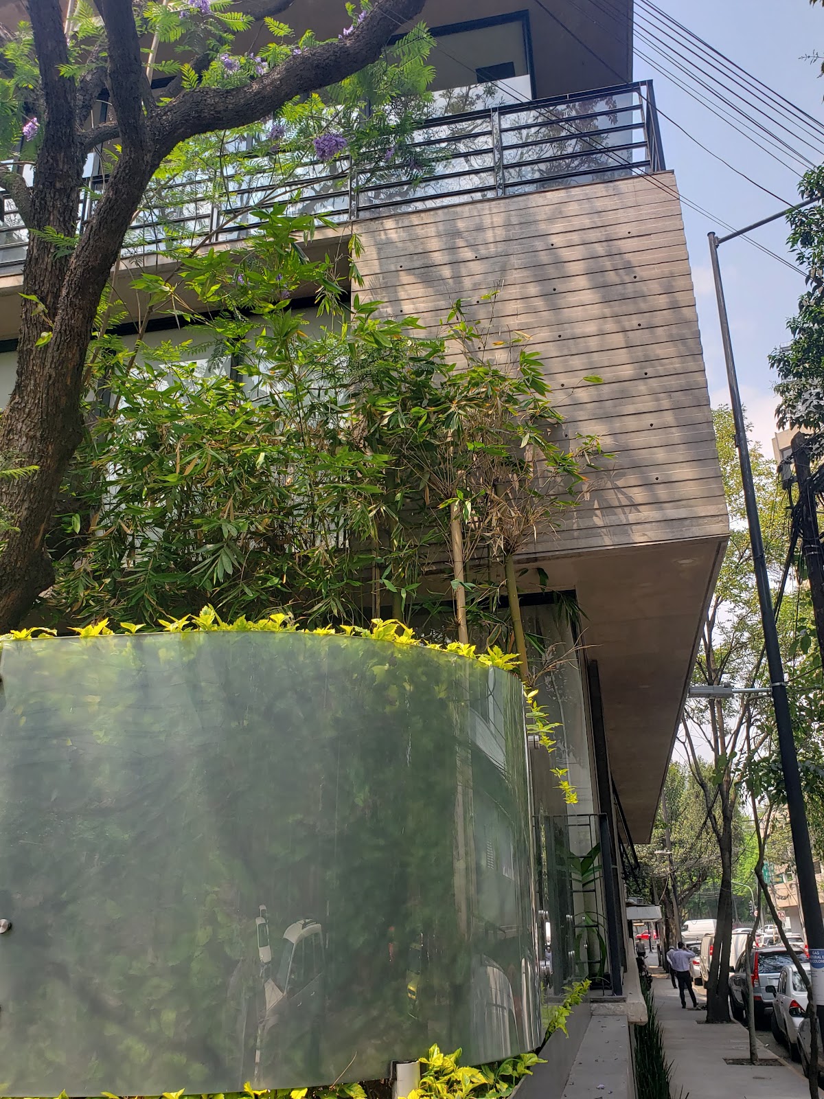 Condesa Trees gallery 9