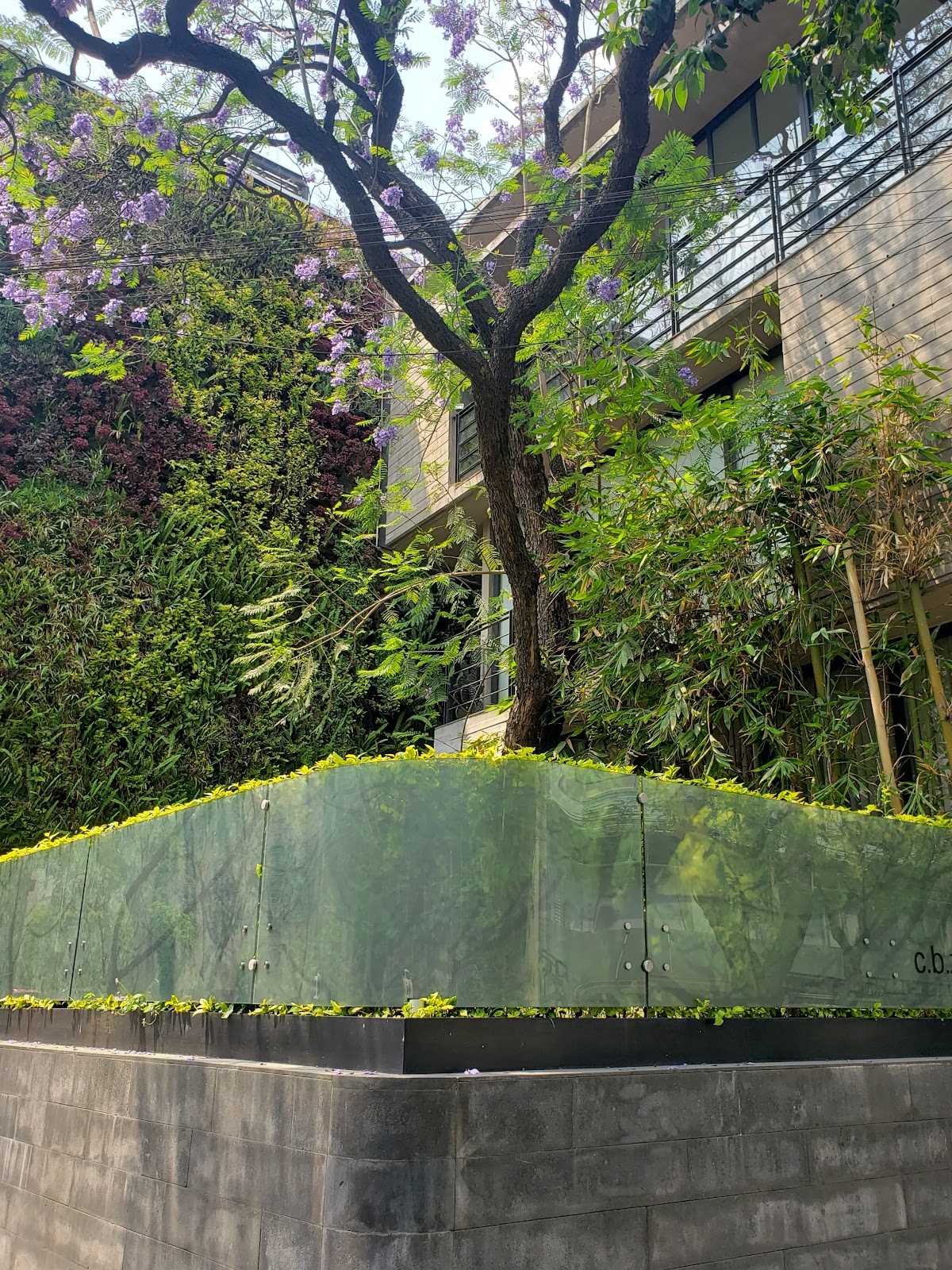 Condesa Trees gallery 10