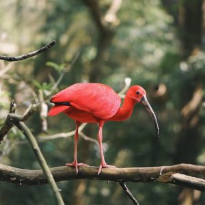 birding and natural history tour — photo by Jaime Spaniol on Unsplash