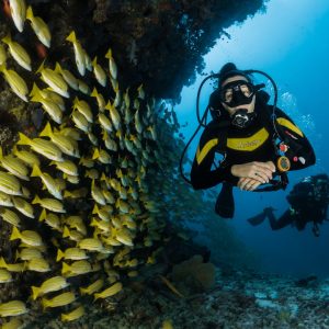 diving — photo by Sebastian Pena Lambarri on Unsplash